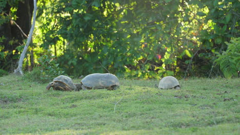 Group-of-south-American-Yellow-footed-Tortoises-in-French-Guiana-zoo